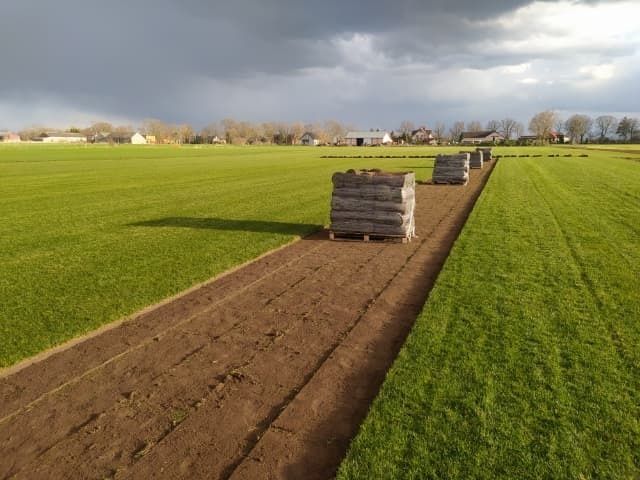 Trawa z rolki Roll_Grass