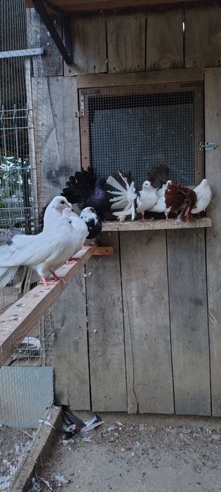 Sprzedam gołębie ozdobne