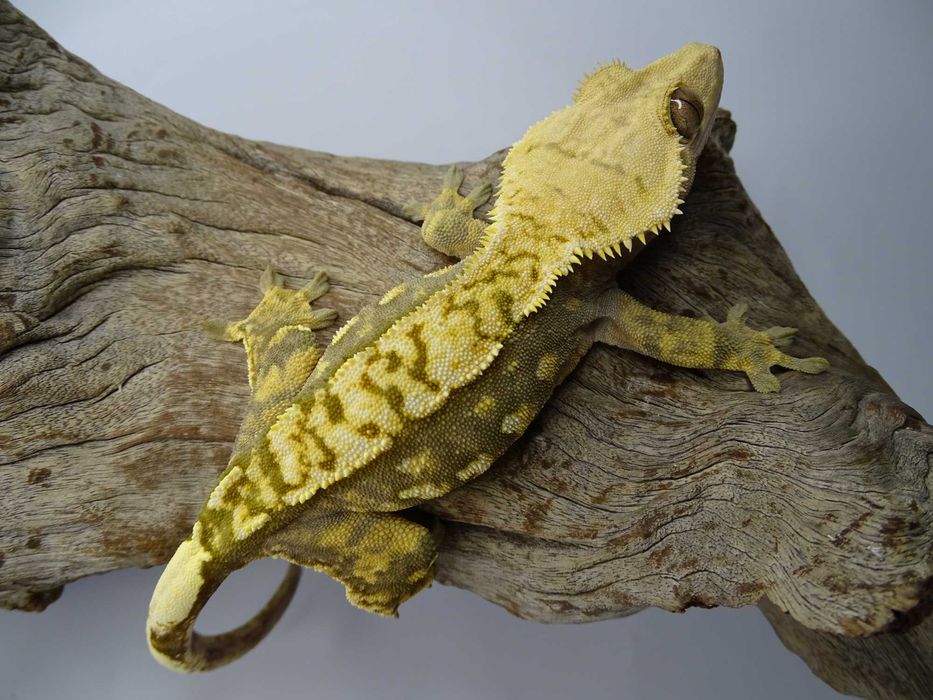 Gekon Orzęsiony samica Harlequin