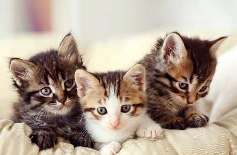 Kotki małe do adopcji