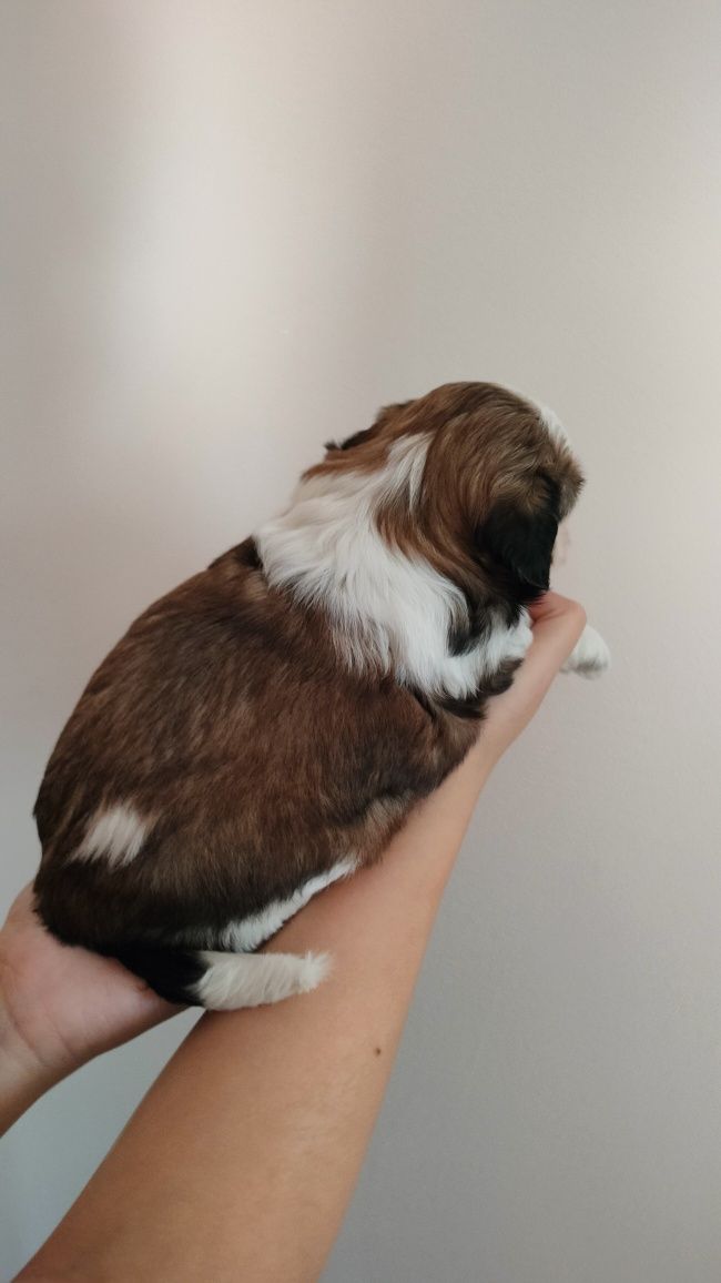 Suczka Shih - tzu rezerwacja