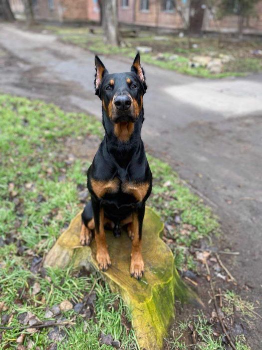 Доберман ищет девушку для вязки