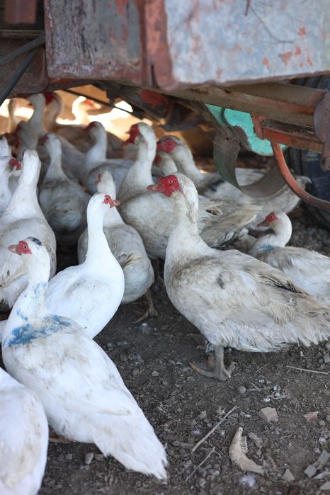 Инкубационное яйцо мускусной утки тяжелой немецкой линии