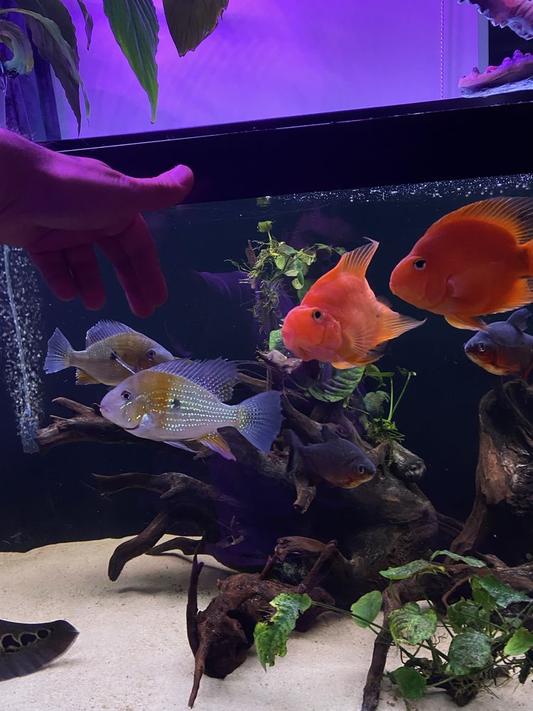 Acarichthys heckelii ( ziemiojad) 5 szt