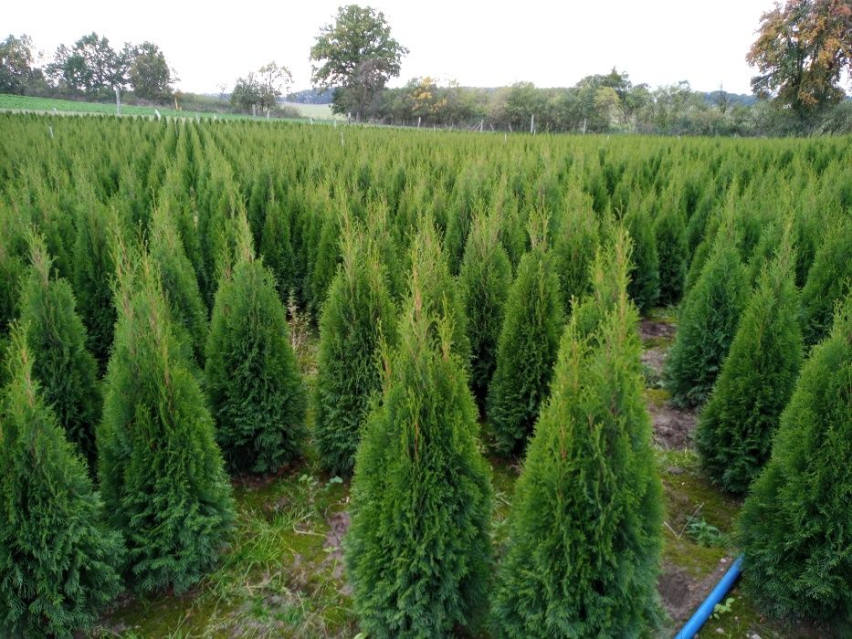 Thuja thuje tuja tuje smaragd szmaragd 100-200cm