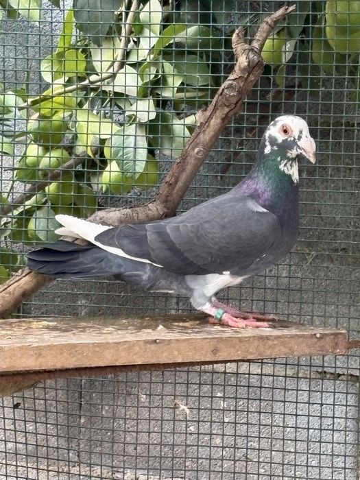 Pombos linha antiga 2025 - casais