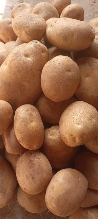 Sprzedam ziemniaki.