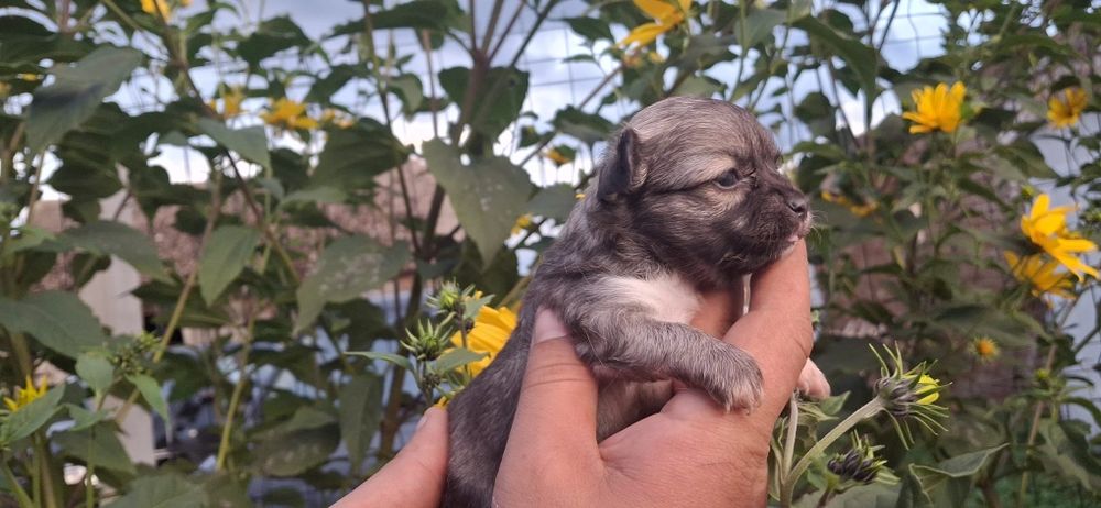 Chihuahua Sobolowa suczka
