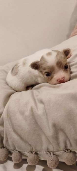 Chihuahua  pelo longo