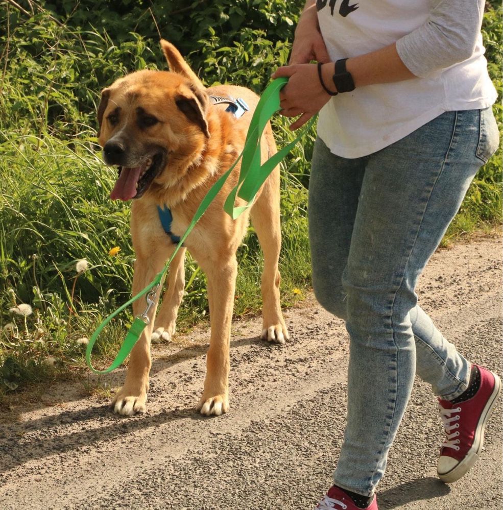 Duży kochany Bubu szuka rodziny