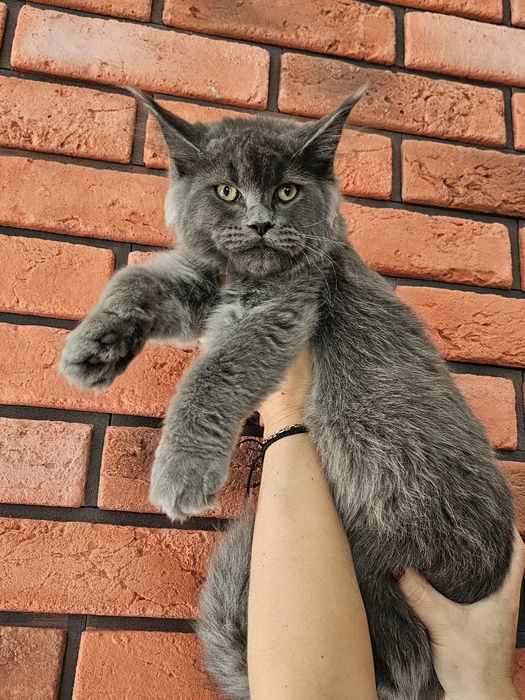 Maine coon rodowód fpl fife kocurek niebieski