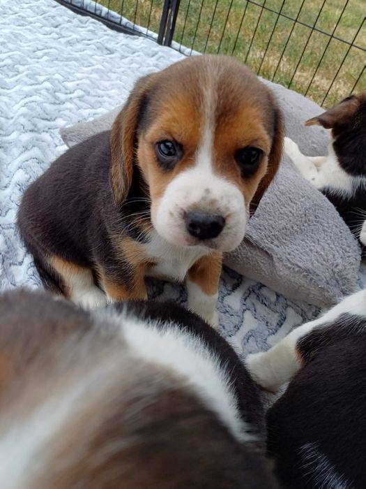 Piesek rasy Beagle