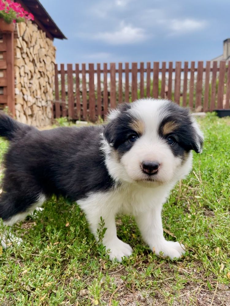 Border Collie FCI ZKWP trikolor tricolor