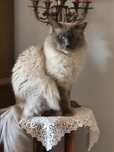 Reproduktor Ragdoll