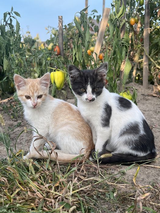 Кошенята