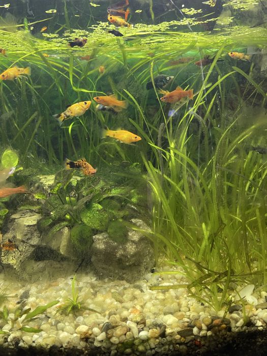 Mieczyk , Mieczyki , Molinezja , Molinezje