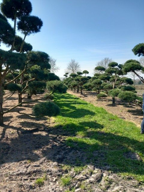 Bonsai-Niwaki Sosna Cis Jałowiec. Szmargad klon katalapa laurowiśnia