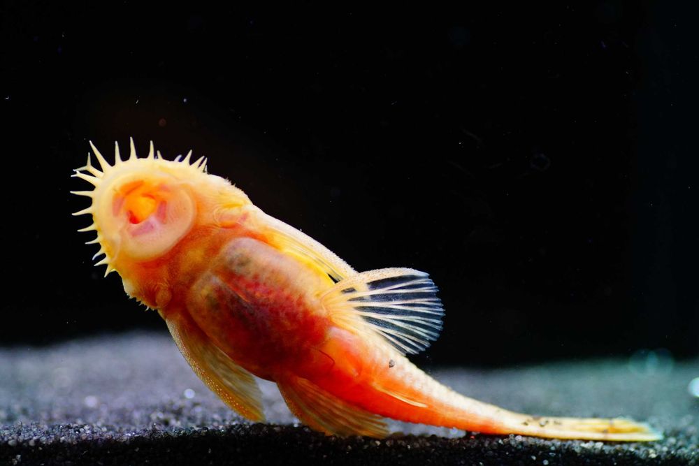 Glonojad albinos - Zbrojnik niebieski odmiana albinotyczna  - dowóz