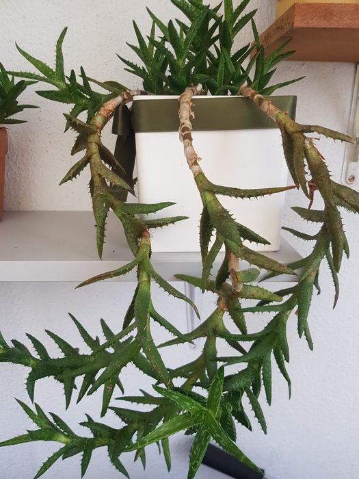 Plantas em vaso, algumas são suculentas