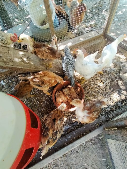 Vendo 7 pintos alimentados com alimentação biológica