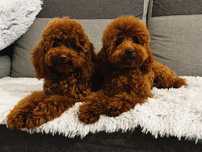 Pudel toy red dostepne