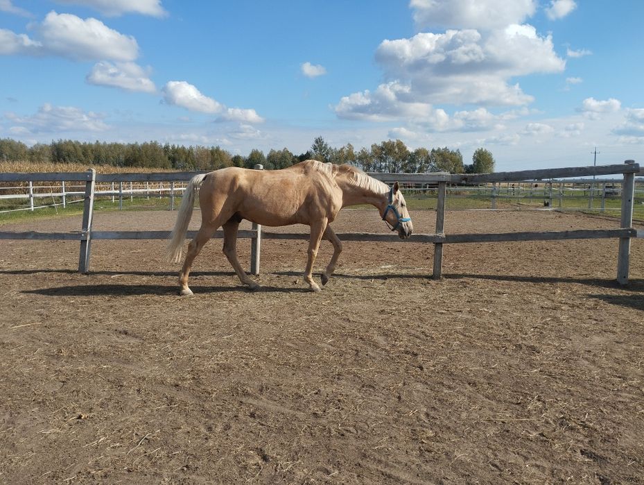 Wałach cruzado sprzedaż/ dzierżawa