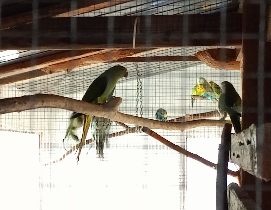 Aleksandretta obrożna