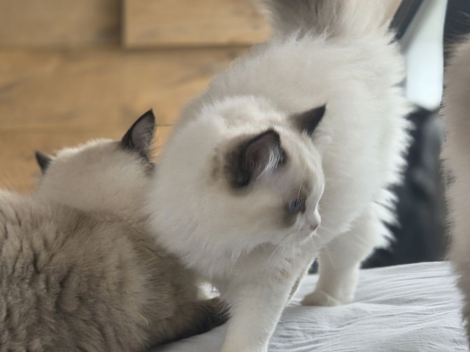 Kotka RAGDOLL z rodowodem FPL