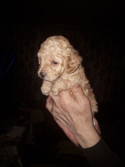 Продам щенят породи ТОЙПУДЕЛЬ