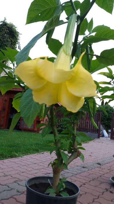 Dadzonka mala brukmansji  jak na zdjeciach