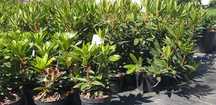 Różanecznik Rhododendron C3/C5