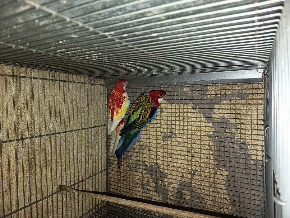 Vendo casal de roselas