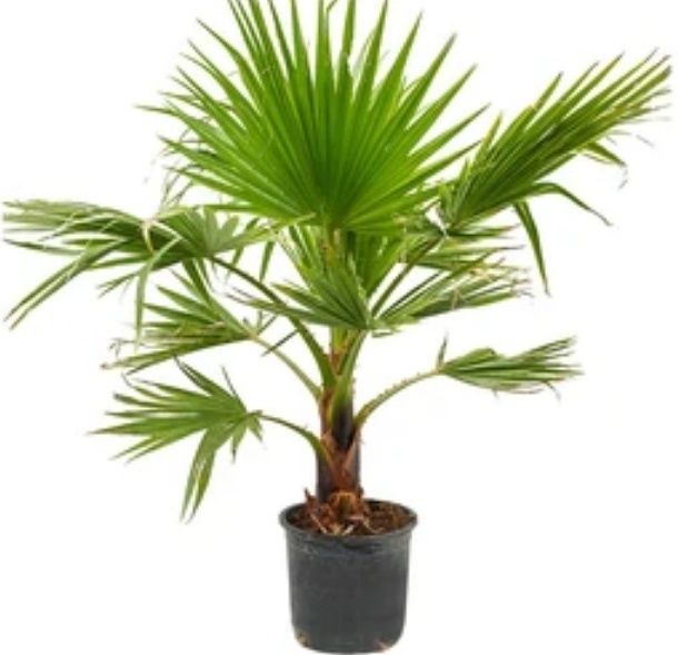 Palmeiras de leque de tronco fino Washingtonia robusta