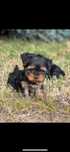 Yorkshire terrier
