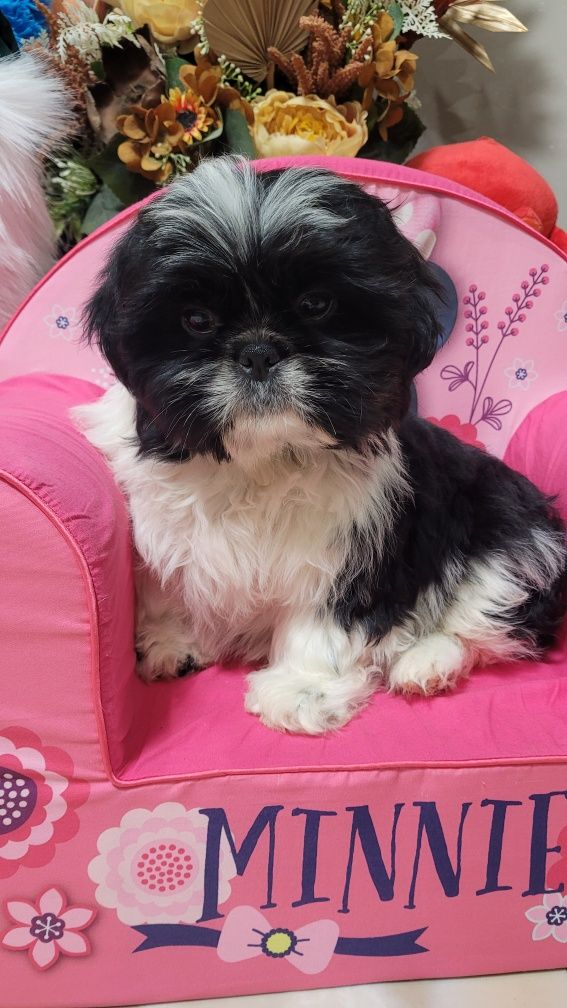 Shih tzu śliczny piesek z wyprawką