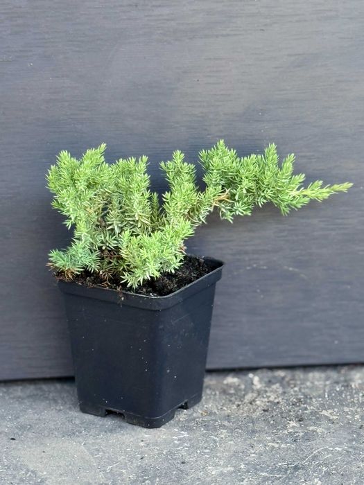 Ялівець лежачий Нана горизонтайльний в контейнері Р9 0,5 л