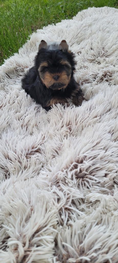 Yorkshire terrier  piesek z rodowodem