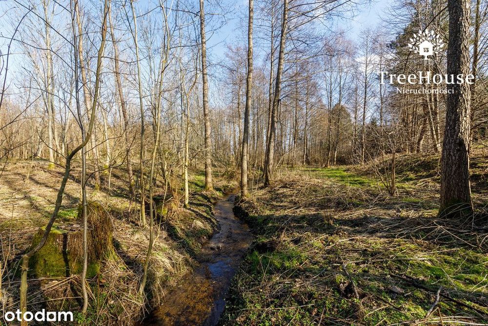 Na sprzedaż las liściasto-iglasty z dopłatami