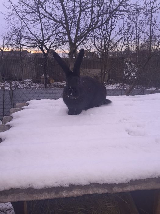 Самець породи строкач.