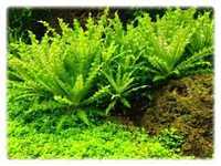 GB IN-VITRO Pogostemon helferi rośliny akwariowe