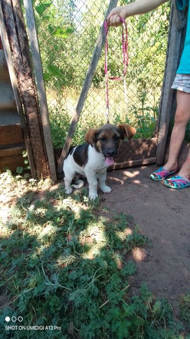 Віддам цюцяна в добрі руки