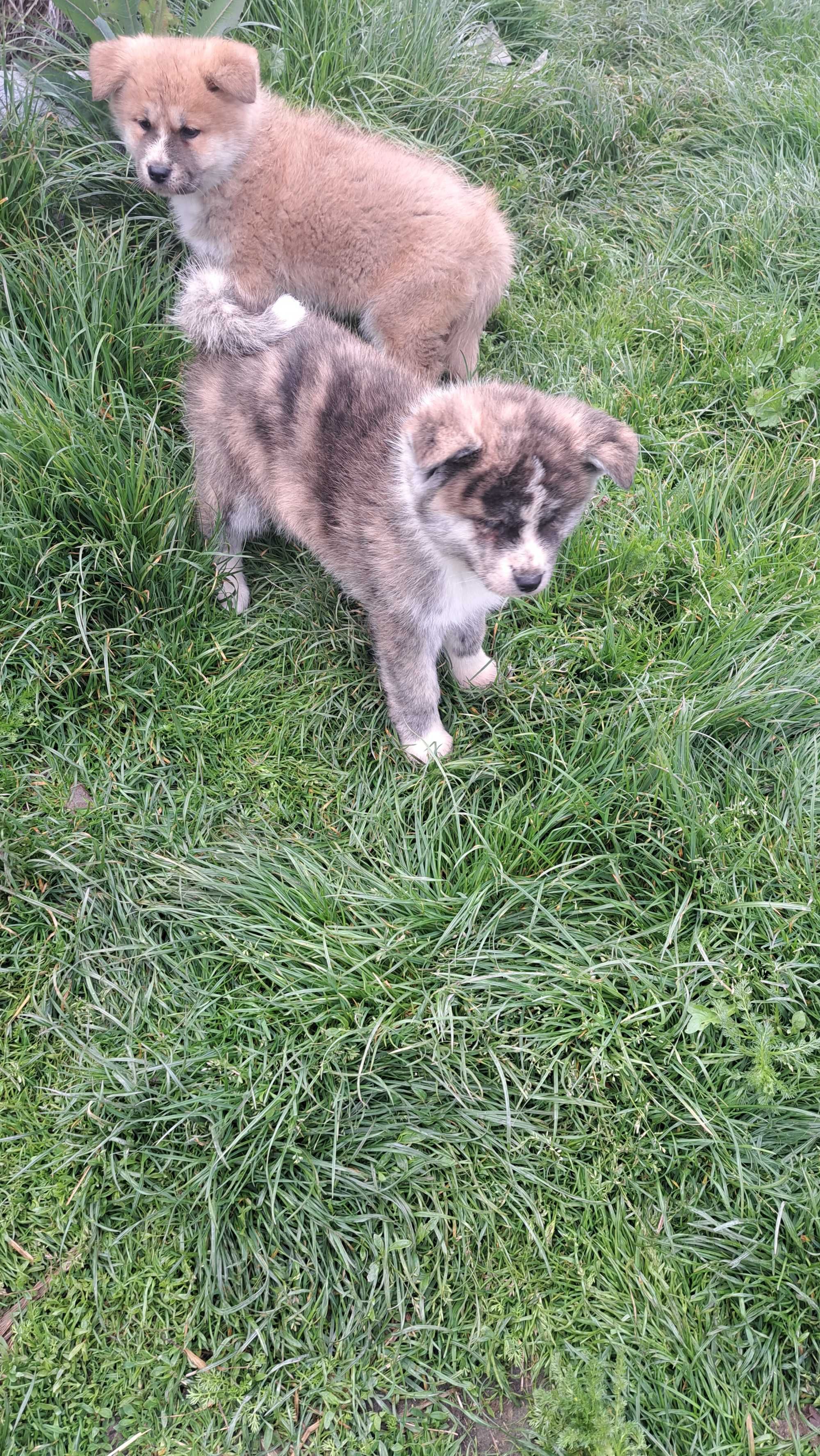 Akita inu sprzedam suczka