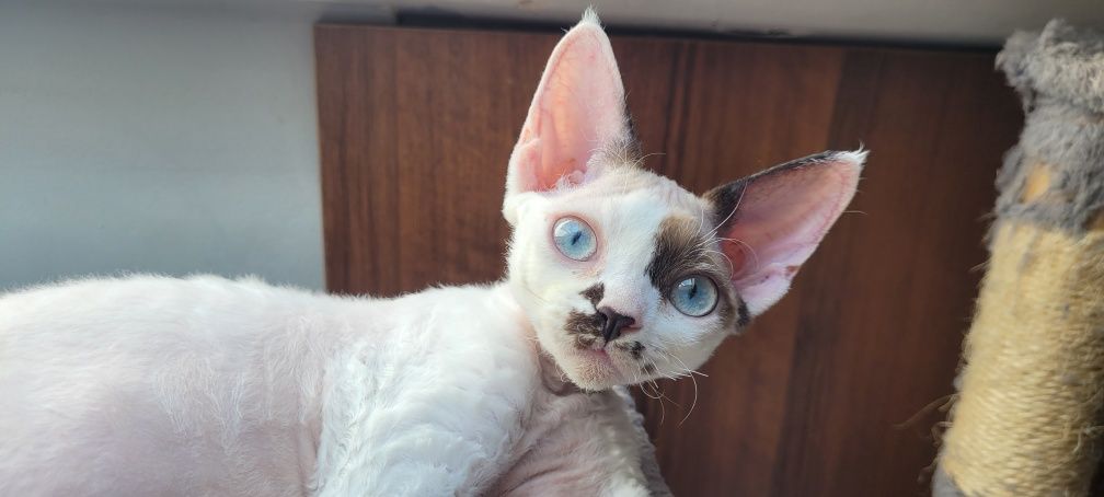 Koteczka Devon Rex