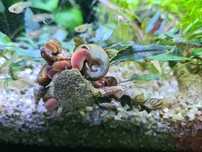 Planorbella sp. Pink (Zatoczek różowy) pakiet 20 szt. + GRATIS rośliny