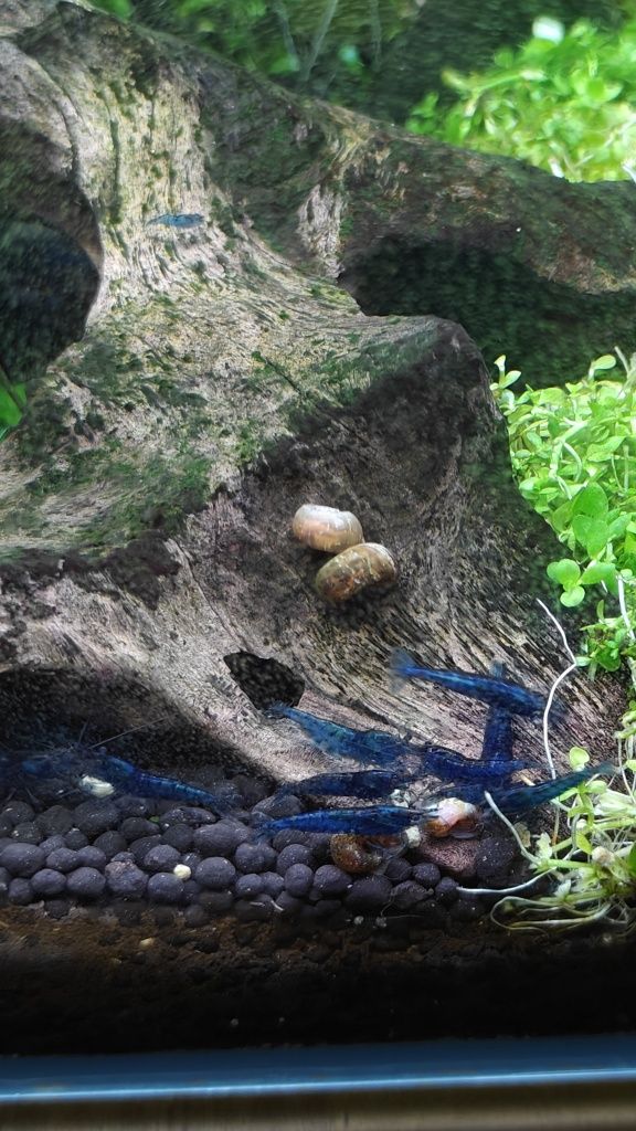 Neocaridina blue dream
