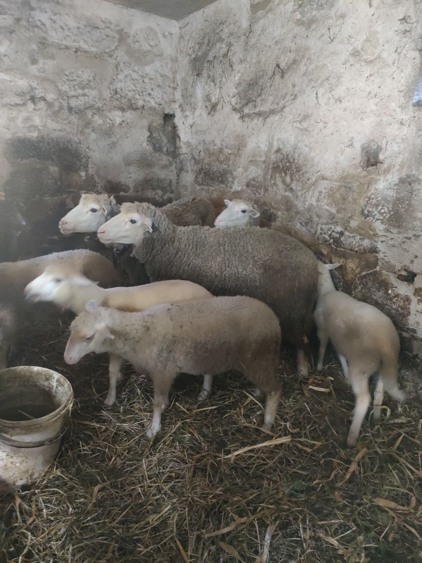 Rebanho de 7 ovelhas