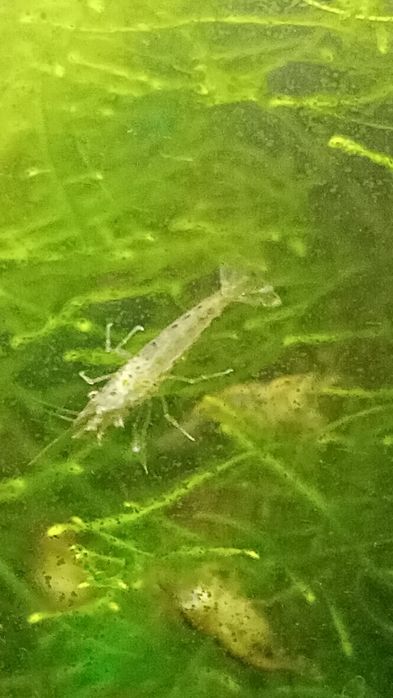 Продаю яванский мох . Большой пучок. Креветки.