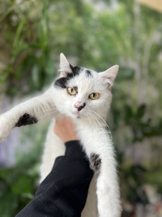 В добрый руки , отдам даром