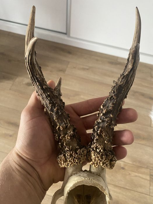 Parostki rogi kozła poroże