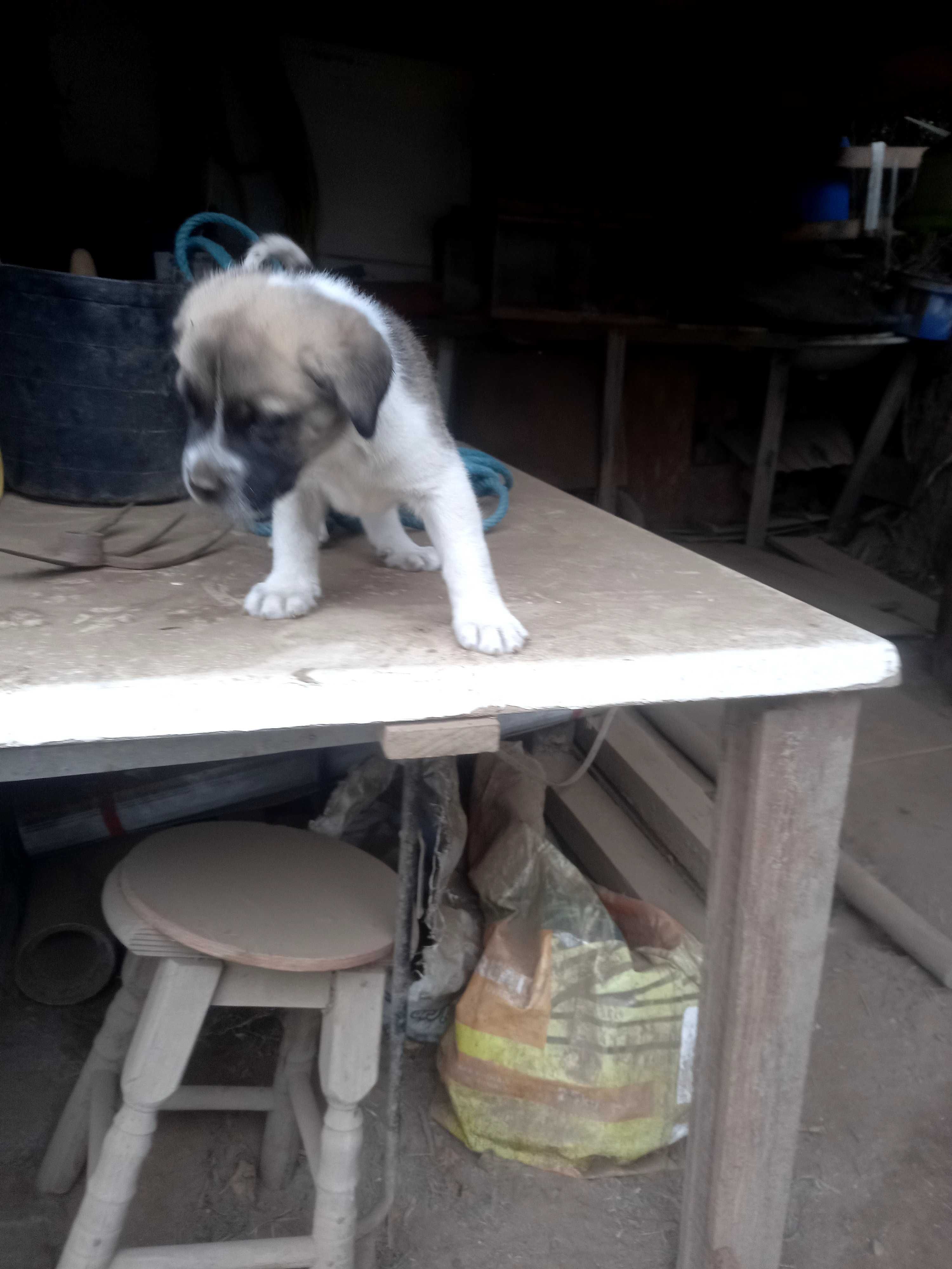 Cães rafeiro alentejano puros